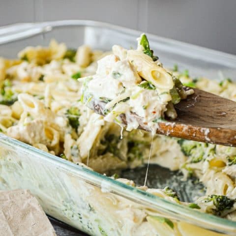 Chicken broccoli alfredo casserole in a glass baking dish. Being lifted out with a wooden spoon.