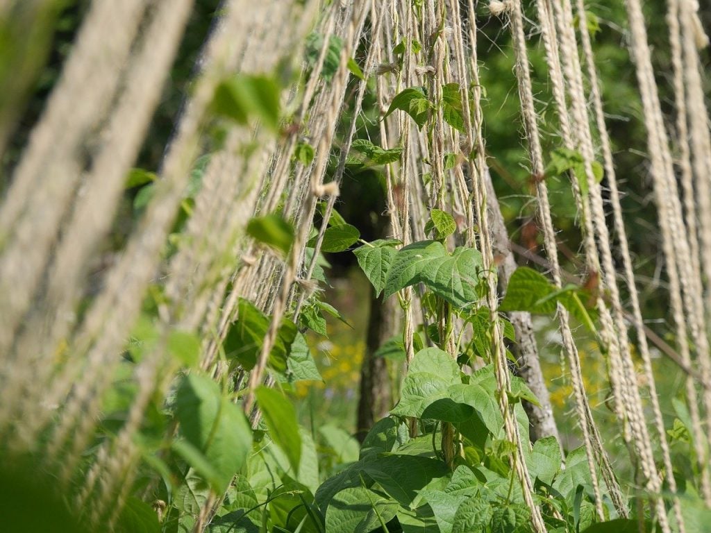 A bean trellis in a garden, with twine strings and beans beginning to grow up them.
