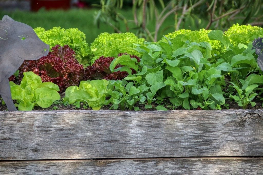 A raised garden bed, with plenty of lettuce and leafy greens growing inside. Building a raised bed is a perfect way to prepare for gardening season.