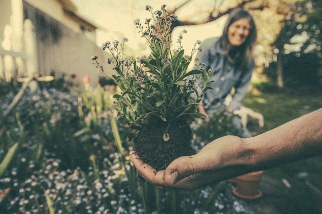 A plant transplant is lifted out of the ground, with a happy woman in the background.