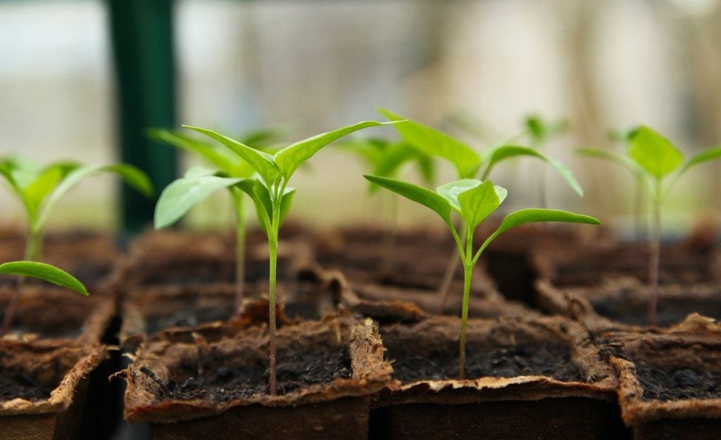 A tray of seedlings in peat pots.