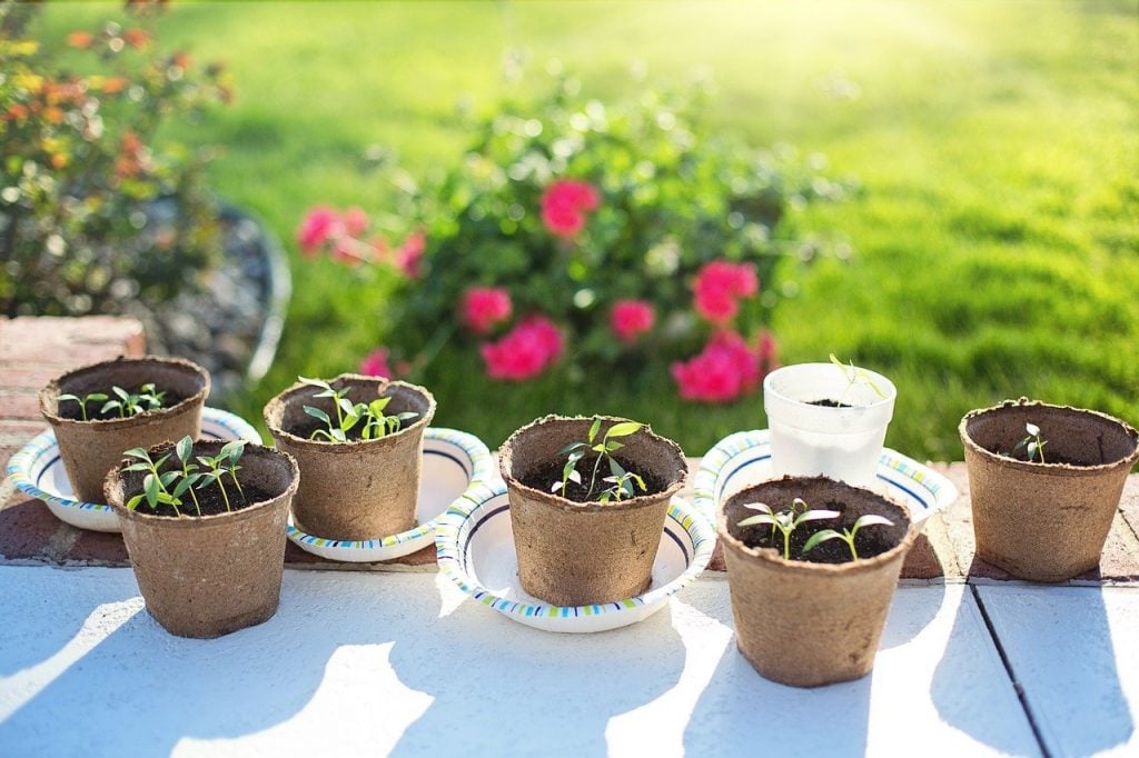 A white table with seedlings in peat pots. A rose bush in the background.
