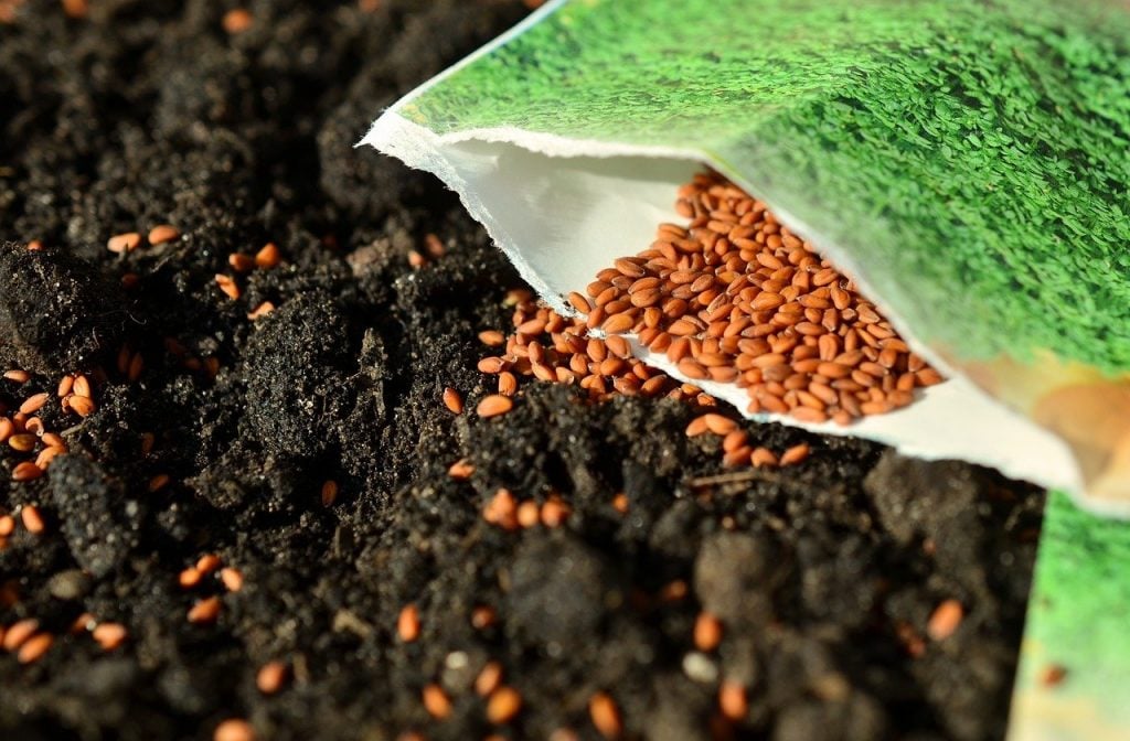 An open seed packet, laying in a patch of compost with seeds spilling out. Ordering your seed now is a great way to prepare for gardening season.