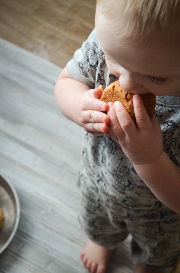 A toddler enjoys a big bite of Apple Walnut Sourdough Discard Muffin.