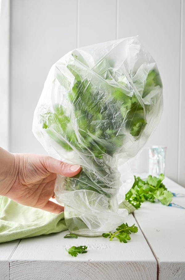 A bunch of cilantro, standing in a glass jar of water, with a hand holding a plastic grocery bag over it.