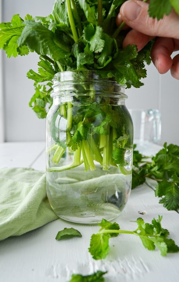 A jar of water with a bunch of cilantro inside.