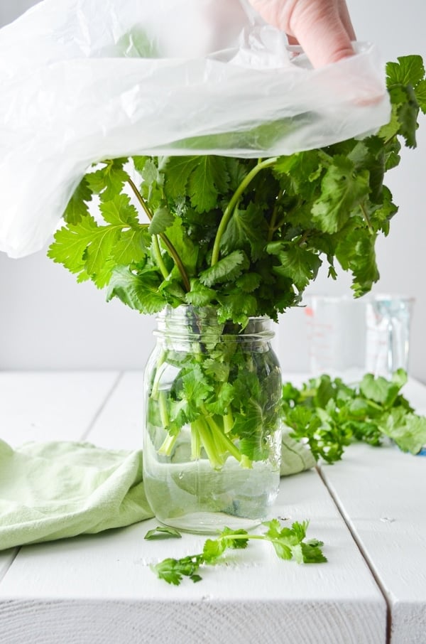 A glass jar of water, with a bunch of cilantro standing inside. A grocery produce bag slowly being placed on it.