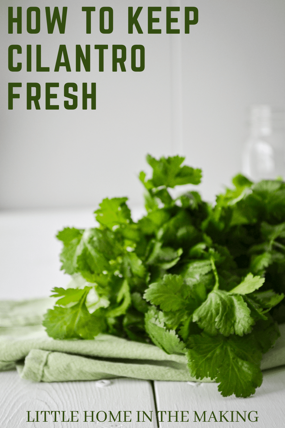 A bunch of cilantro on a white table. The text reads: How to Keep Cilantro Fresh