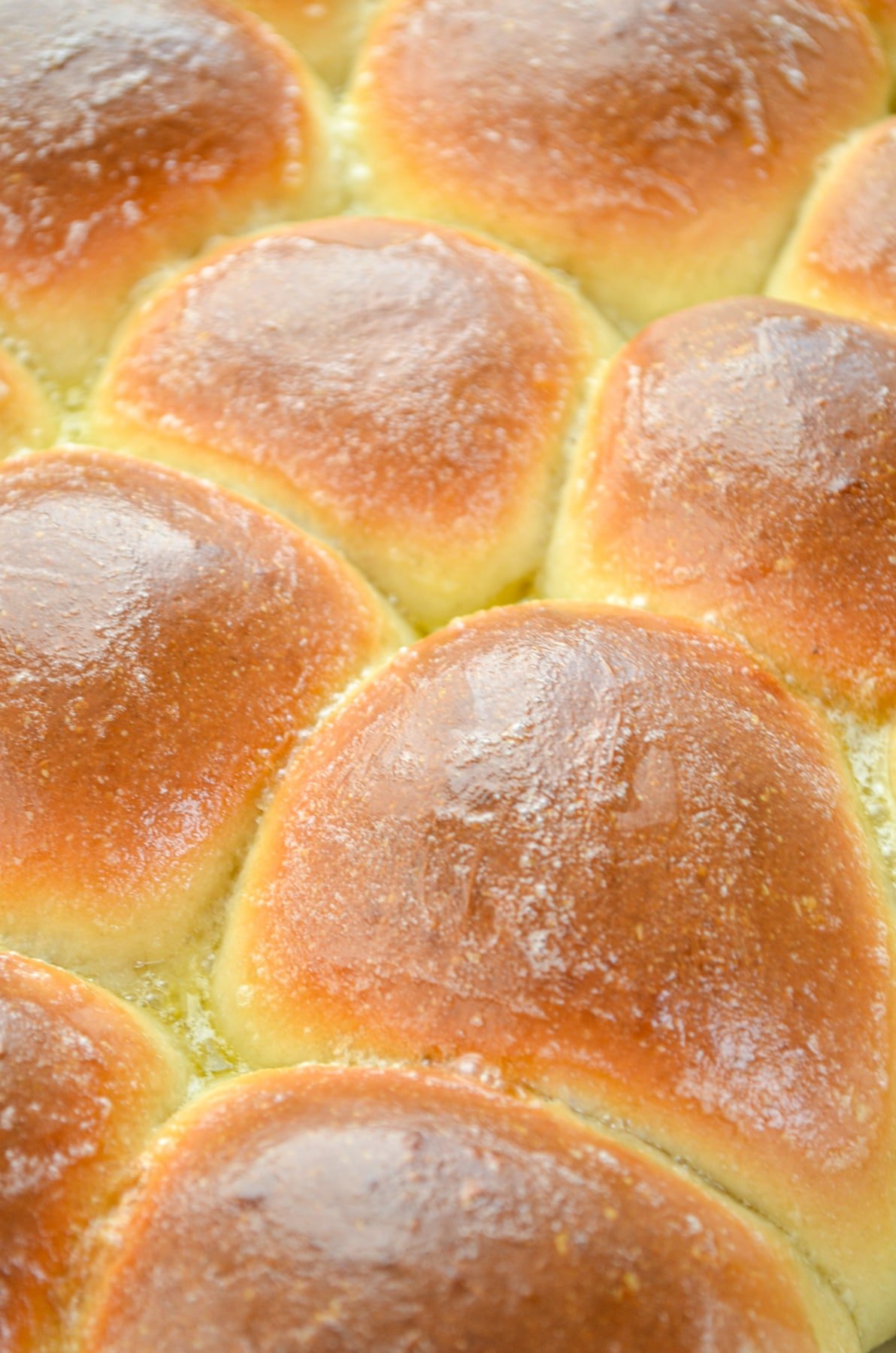 A close up of dinner rolls in a baking dish.