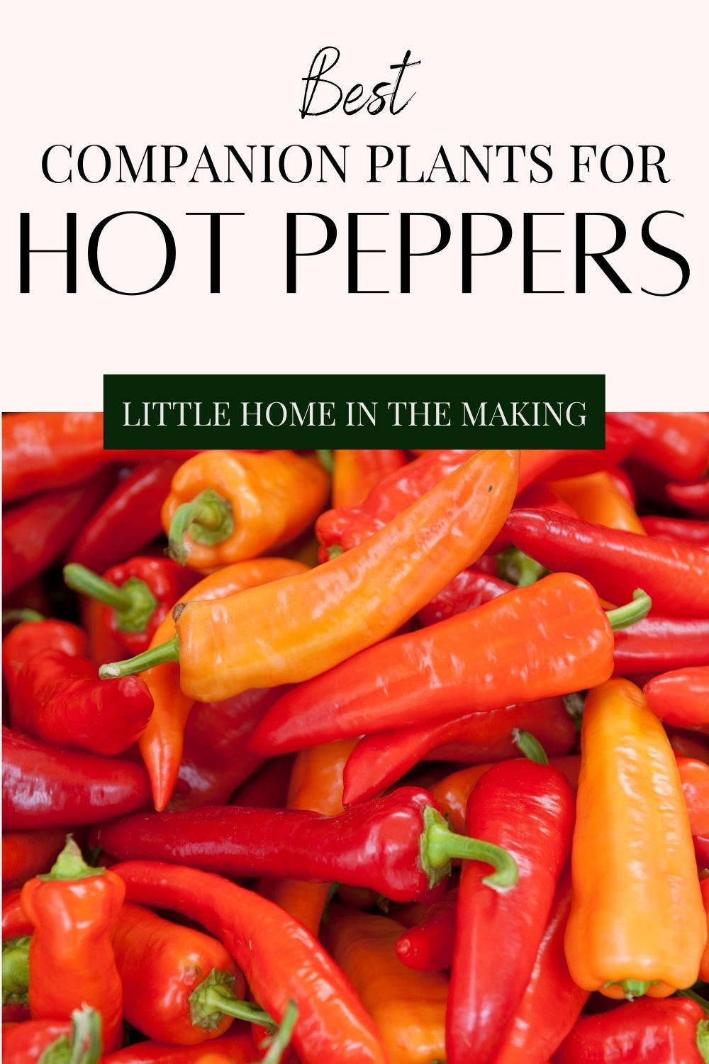 Chili Pepper Companion Plants Pepper Companion Plants Growing Sweet