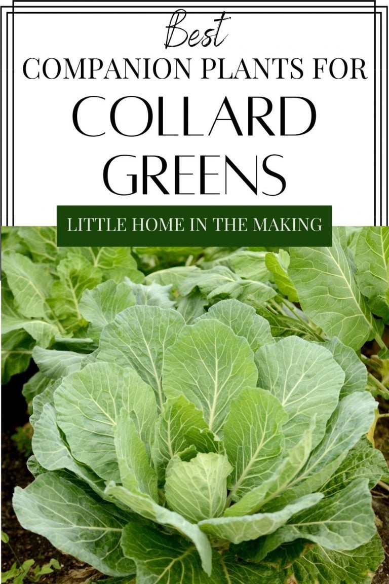 Collard Greens Companion Plants Little Home in the Making