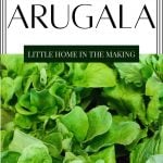 The BEST Arugula Companion Plants