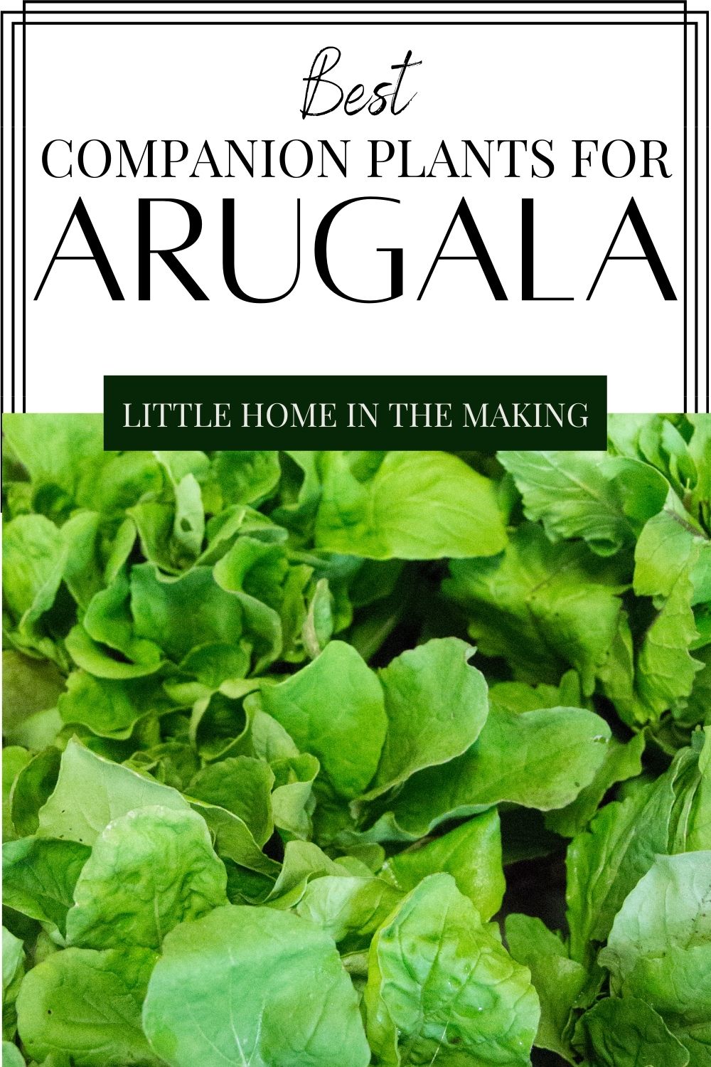 The BEST Arugula Companion Plants