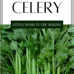 Upright stalks of celery.