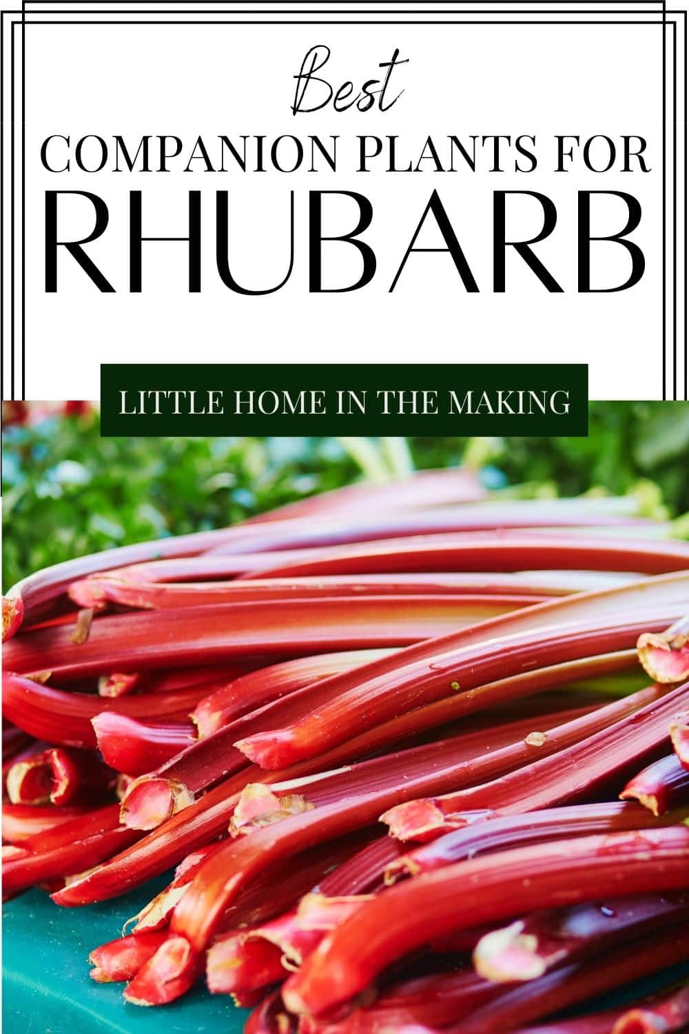 Image of Rhubarb Companion Planting Blog Post
