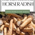 the best companion plant for horseradish