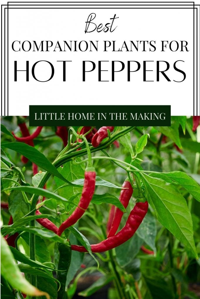 The Best Hot Pepper Companion Plants Little Home in the Making
