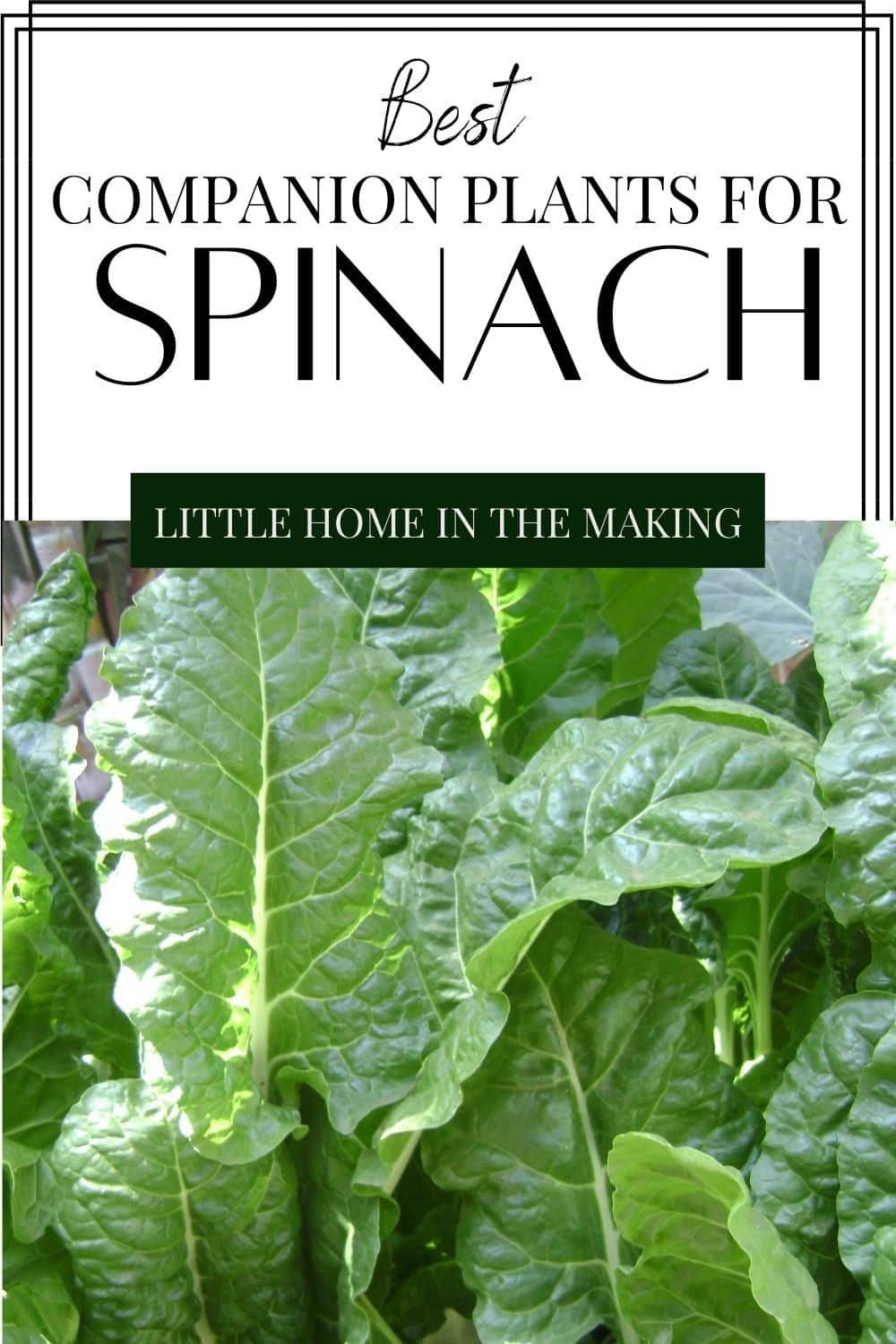 A large patch of green spinach. The text overlay reads: best companion plants for spinach.