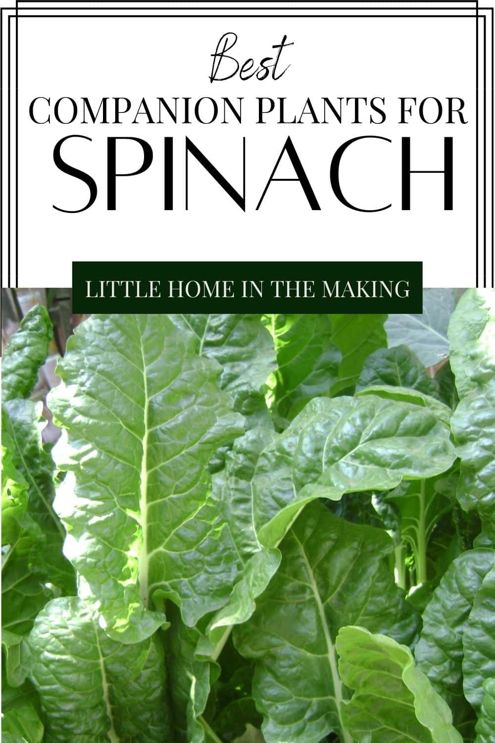 A large patch of green spinach. The text overlay reads: best companion plants for spinach.