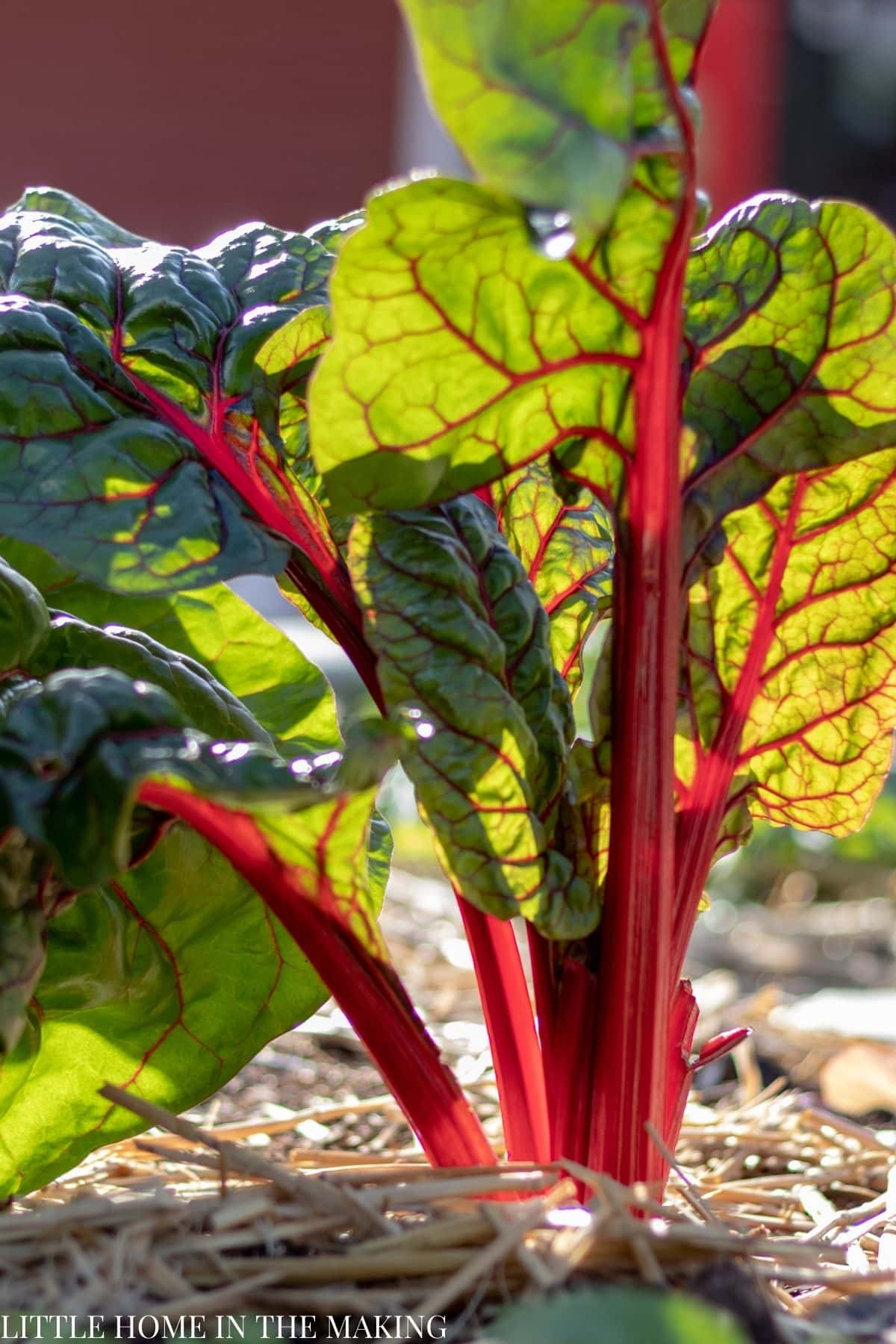 A rhubarb plant, growing in soil with green leaves and red/pink stems.