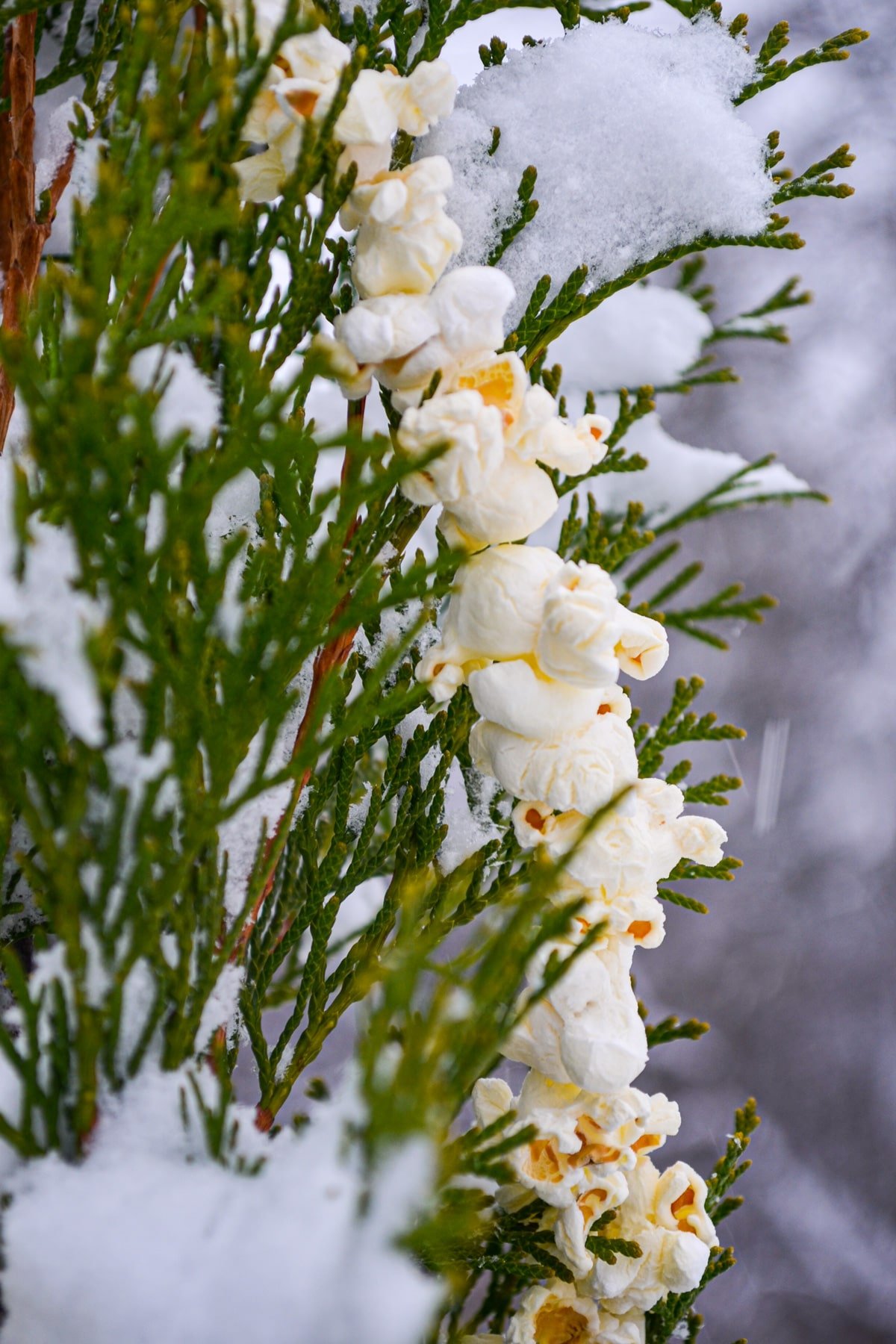 A strand of strung popped kernels on a cedar tree, dusted with snow.