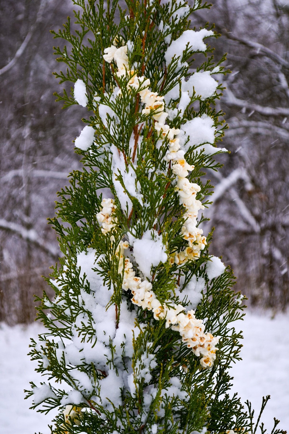 An outdoor cedar tree, strung with homemade decorations.