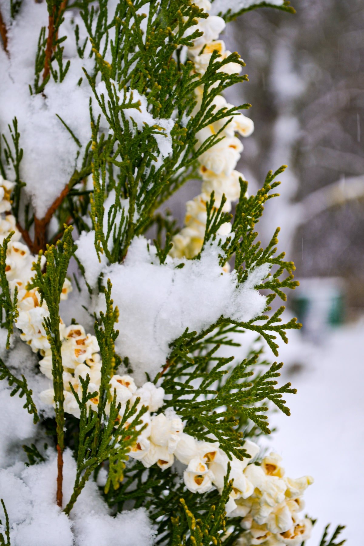 A cedar tree, dressed with a diy popcorn garland