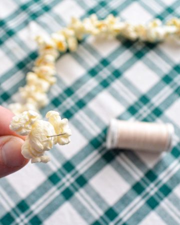Bringing a needle and thread through kernels of popped corn.