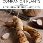 the best horseradish companion plants