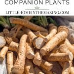 the best horseradish companion plants