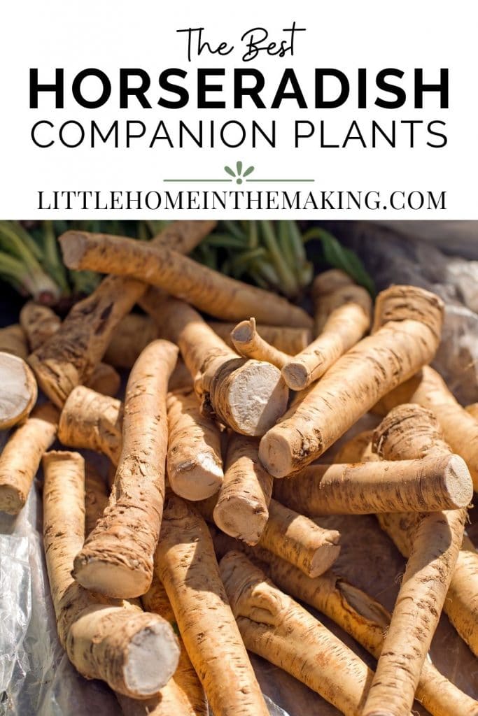The BEST Horseradish Companion Plants Little Home in the Making