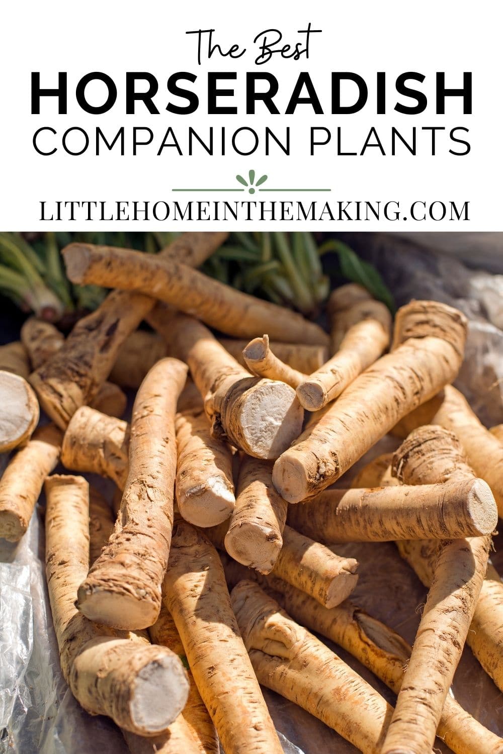 the best horseradish companion plants