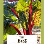 Rhubarb growing out of the ground, with a text overlay that reads: the best companion plants for rhubarb.