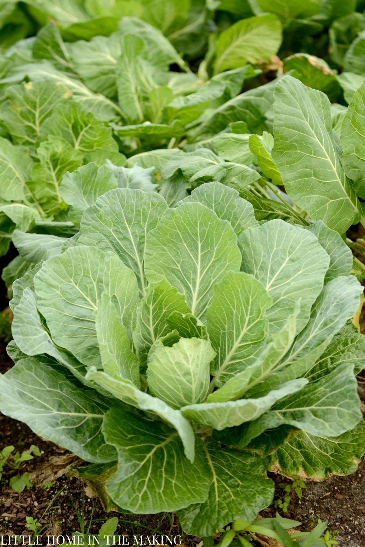 A bunch of collards growing in the garden.