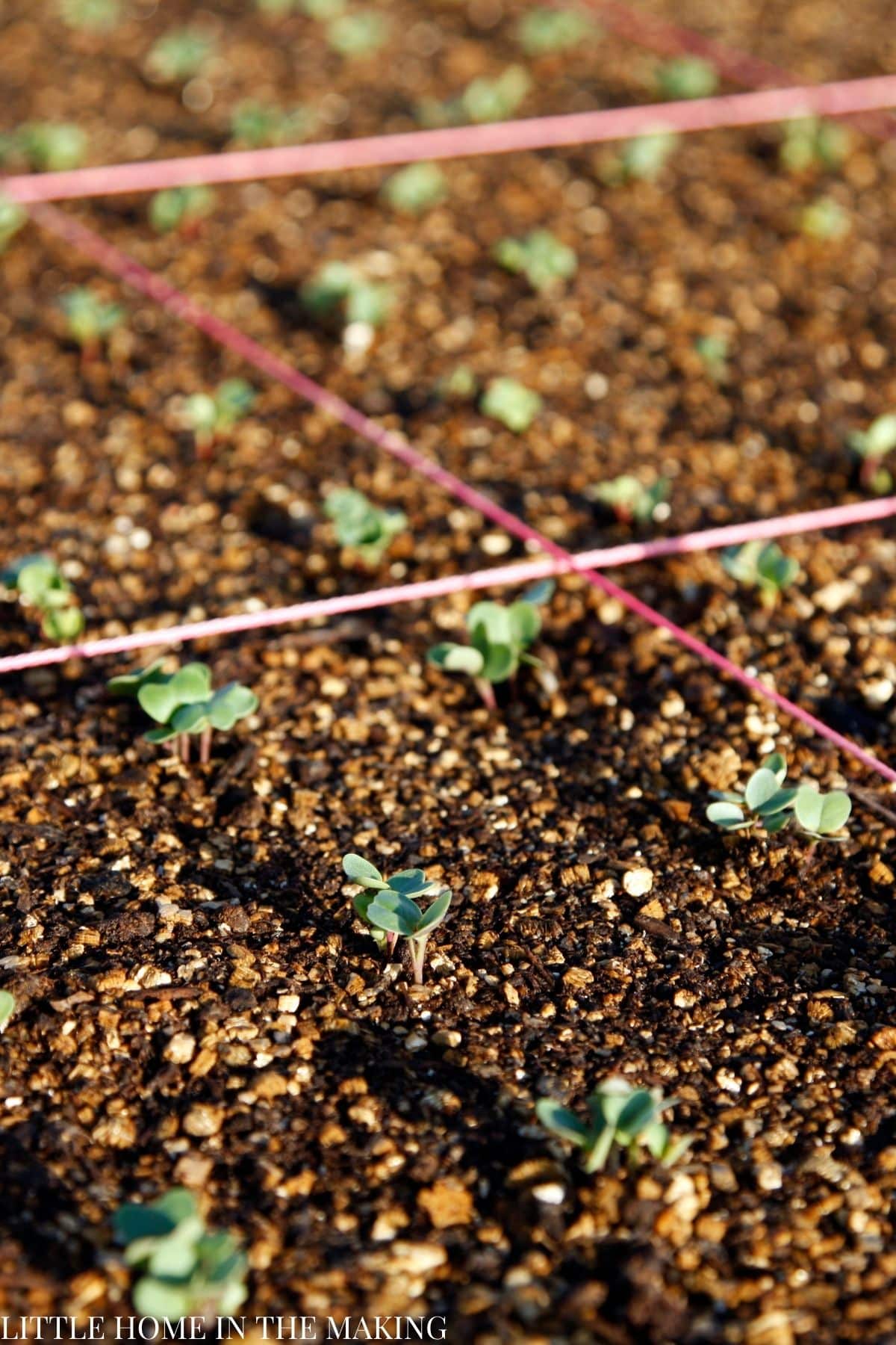 A garden divided by string to divide it into 1 foot sections.