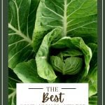 the best companion plants for collard greens