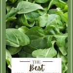 Loose arugula in the background, with the text overlay reading: the best companion plants for arugula.