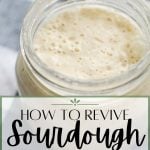 A jar of active sourdough starter, with a text overlay that says: how to revive sourdough from the fridge.