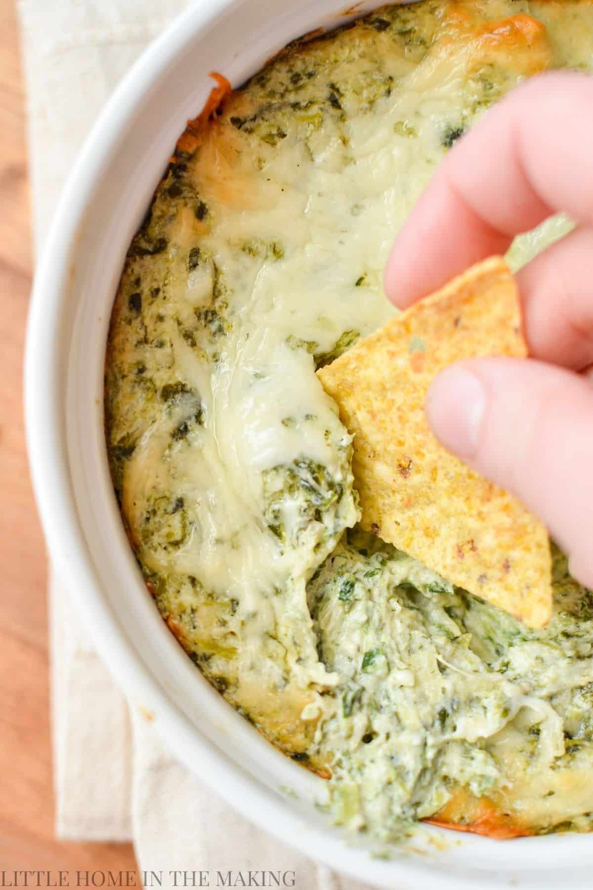 Dipping a tortilla chip into a round baking dish filled with spinach artichoke dip.