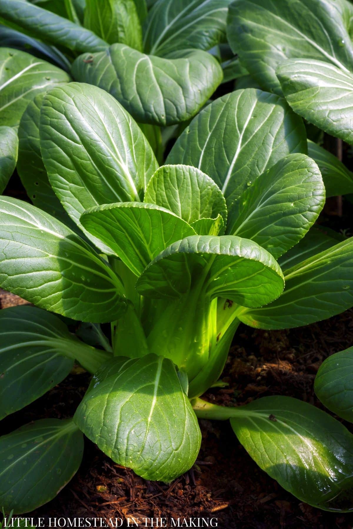 A bok choy plant with fanned out leaves, growing in soil.