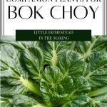 A large bok choy plant, with a text overlay that reads: best companion plants for bok choy.