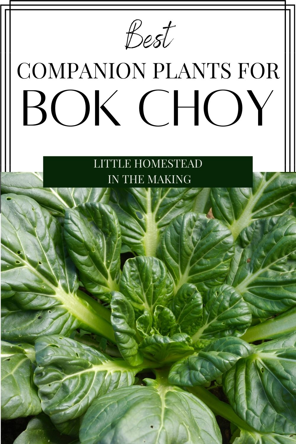 A large bok choy plant, with a text overlay that reads: best companion plants for bok choy.