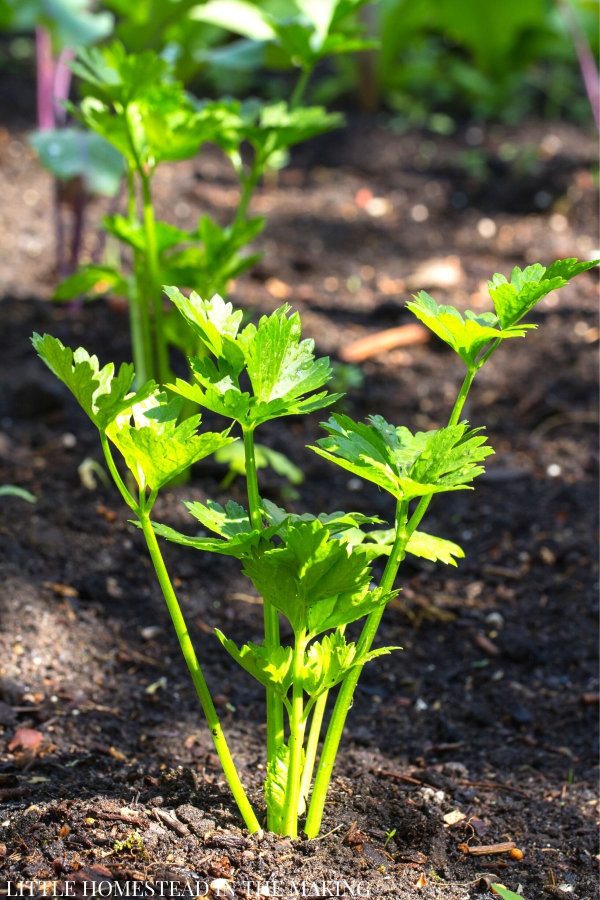 Several celery plants growing up from the soil.
