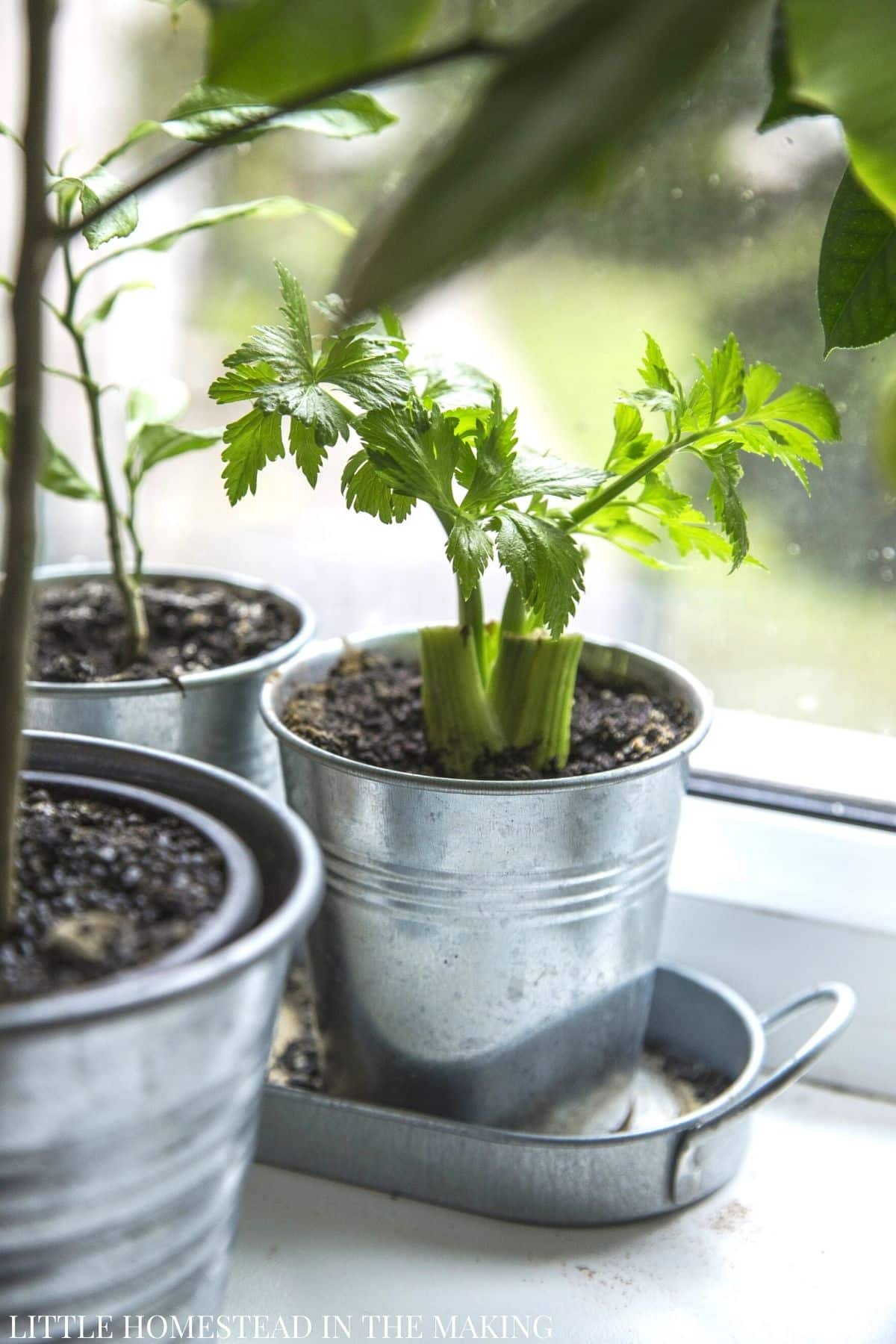Celery regrowing from scraps in containers.