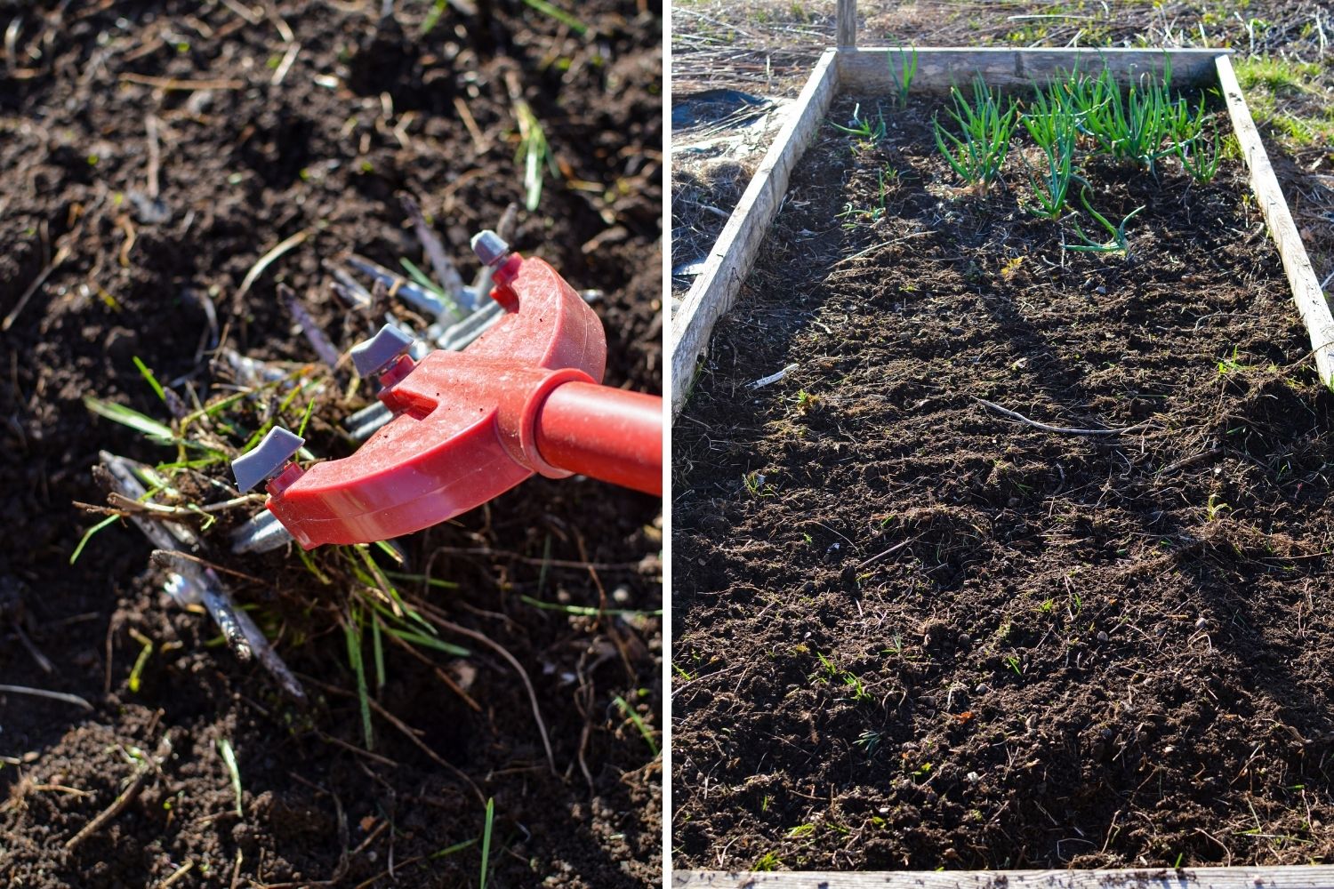 Using a garden weasel to get up any bits of weeds from a raised garden bed.