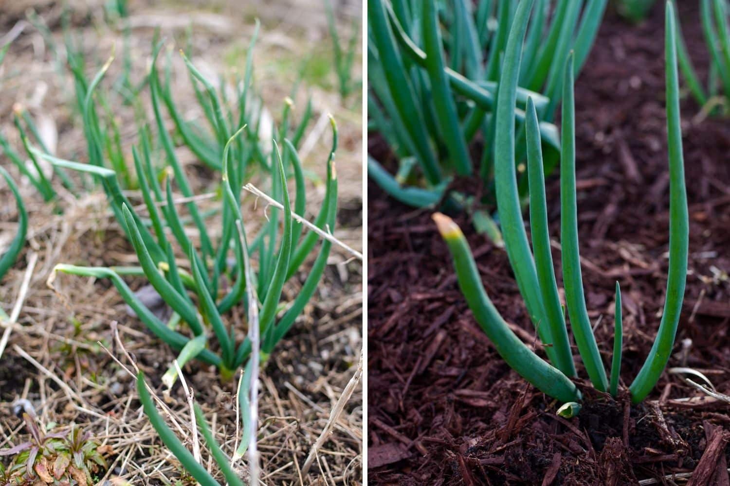 A before and after of a mulched raised bed.