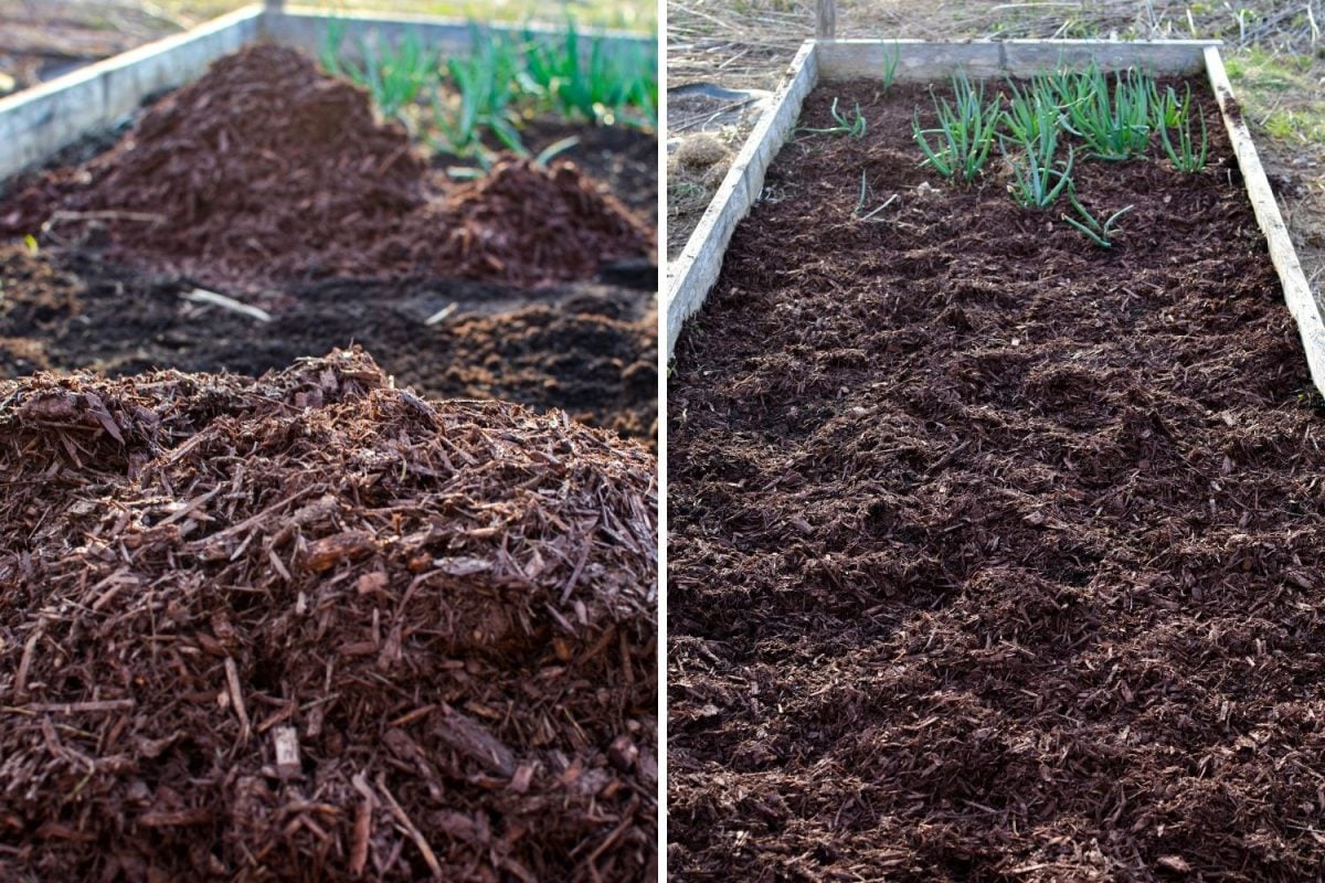 Adding mulch to your raised bed.