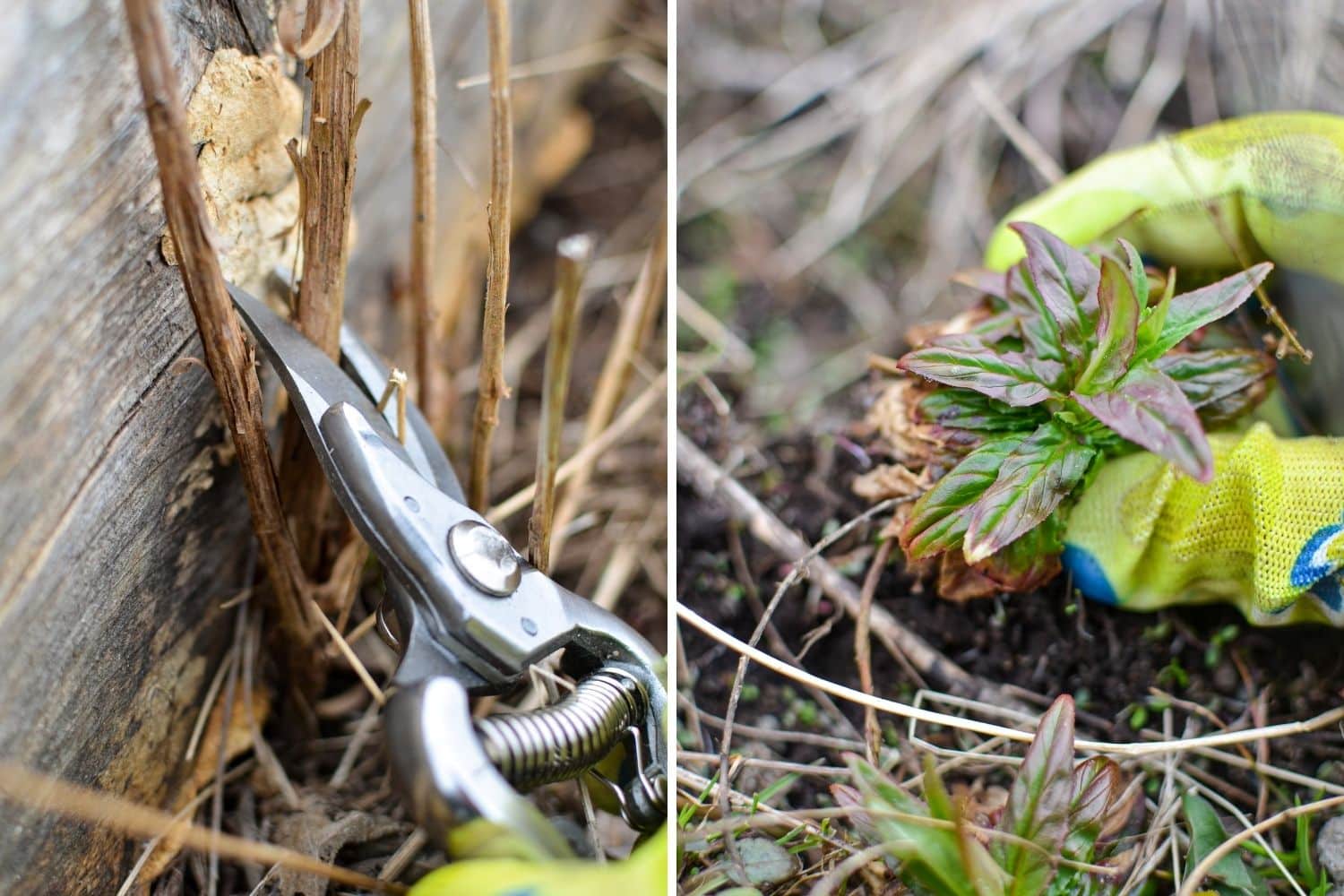 Using pruners to remove any extra weeds around the garden bed, and pulling weeds.