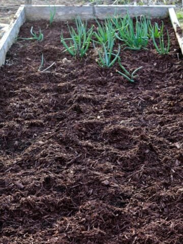 A raised bed, fully weeded and topped with compost and mulch.