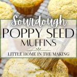 A close up of lemon poppy seed muffins, getting sprinkled with sugar.